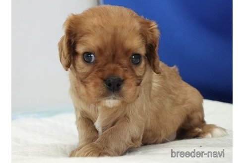成約済の愛知県のキャバリアキングチャールズスパニエル-320704の14枚目