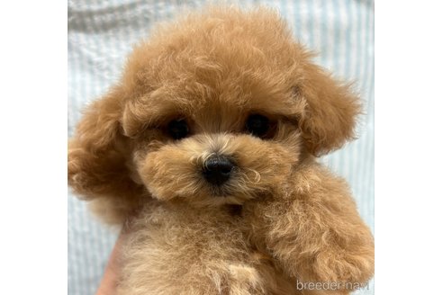 成約済の鹿児島県のマルプー:マルチーズ×トイプードル-320711の1枚目