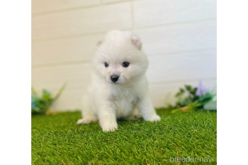 成約済の三重県のミックス犬-320709の2枚目
