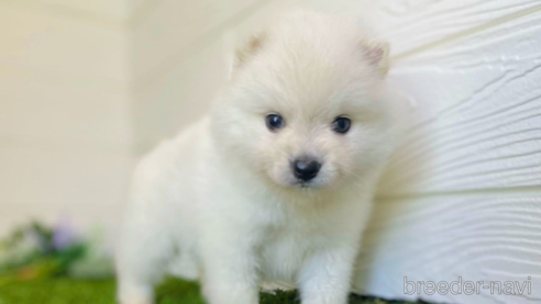 成約済の三重県のミックス犬-320709の1枚目
