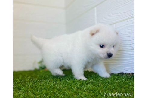 成約済の三重県のミックス犬-320713の2枚目