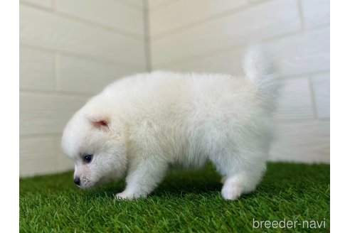 成約済の三重県のミックス犬-320713の4枚目