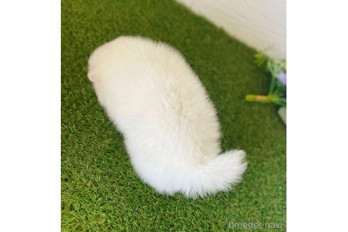 成約済の三重県のミックス犬-320713の3枚目