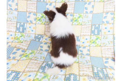 成約済の千葉県のチワワ(ロングコート)-318593の2枚目