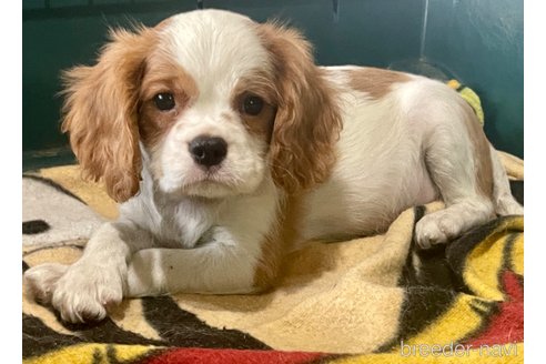 成約済の愛知県のキャバリアキングチャールズスパニエル-313772の5枚目