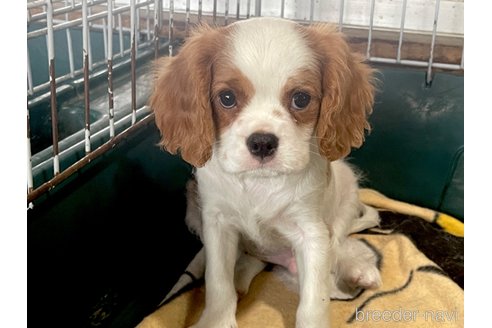 成約済の愛知県のキャバリアキングチャールズスパニエル-313772の6枚目