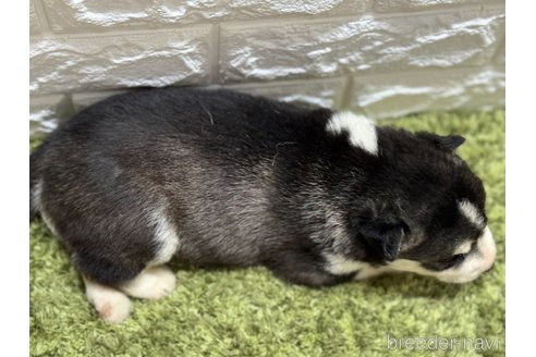 成約済の埼玉県のシベリアンハスキー-320727の4枚目