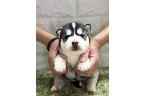 成約済の埼玉県のシベリアンハスキー-320727の1枚目