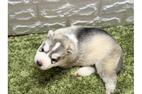 成約済の埼玉県のシベリアンハスキー-320728の3枚目