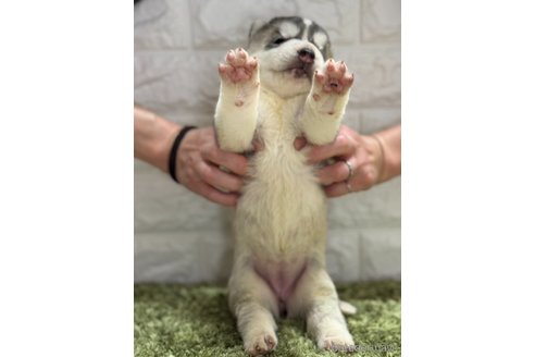成約済の埼玉県のシベリアンハスキー-320728の2枚目