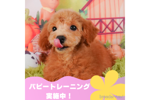 成約済の静岡県のトイプードル-315867の1枚目