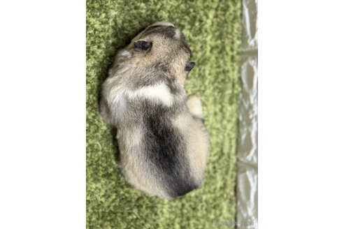 成約済の埼玉県のシベリアンハスキー-320729の2枚目