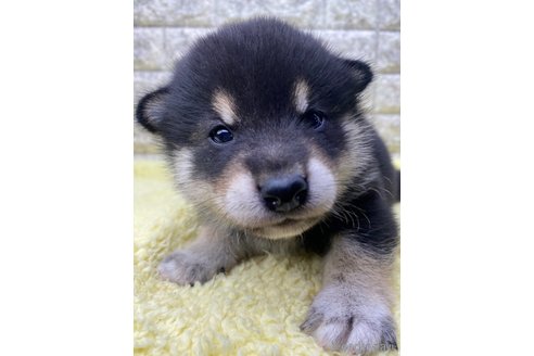 成約済の茨城県の柴犬-320730の1枚目