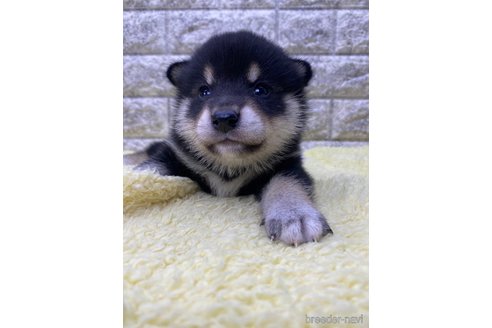 成約済の茨城県の柴犬-320730の3枚目