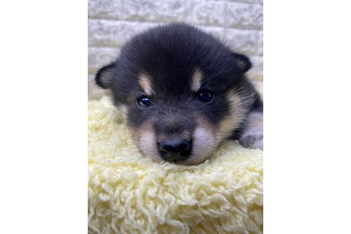 成約済の茨城県の柴犬-320730の2枚目