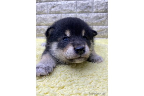 成約済の茨城県の柴犬-320730の5枚目