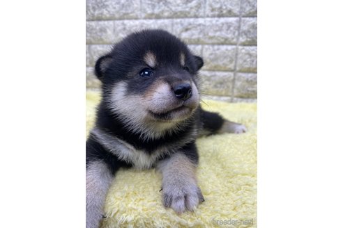 成約済の茨城県の柴犬-320730の4枚目