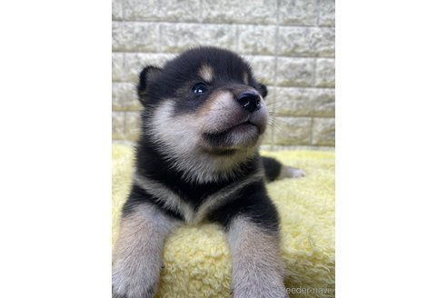 成約済の茨城県の柴犬-320730の6枚目