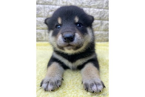 成約済の茨城県の柴犬-320731の1枚目