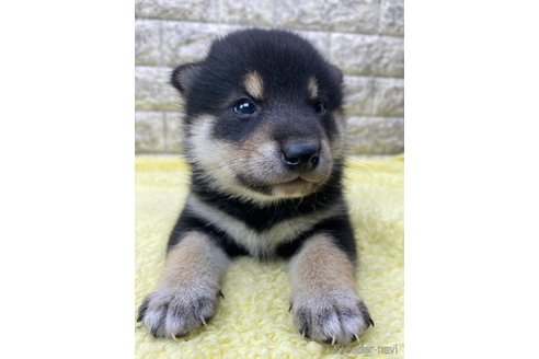 成約済の茨城県の柴犬-320731の2枚目