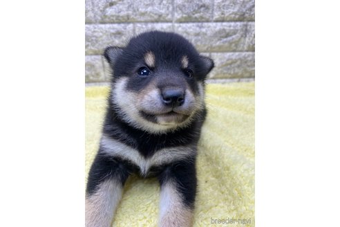成約済の茨城県の柴犬-320731の3枚目