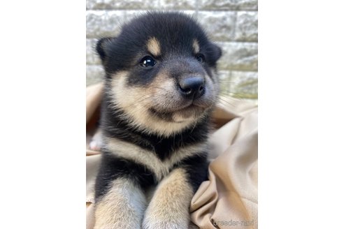 成約済の茨城県の柴犬-320731の5枚目