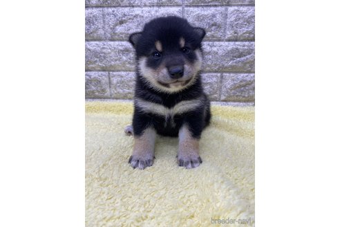 成約済の茨城県の柴犬-320731の4枚目