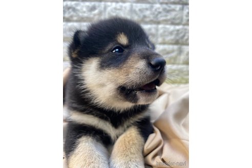 成約済の茨城県の柴犬-320731の6枚目