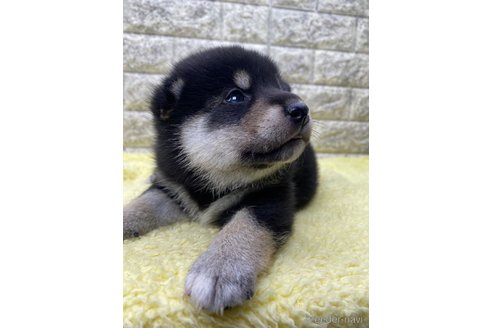成約済の茨城県の柴犬-320733の5枚目