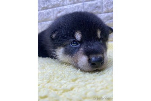 成約済の茨城県の柴犬-320733の3枚目