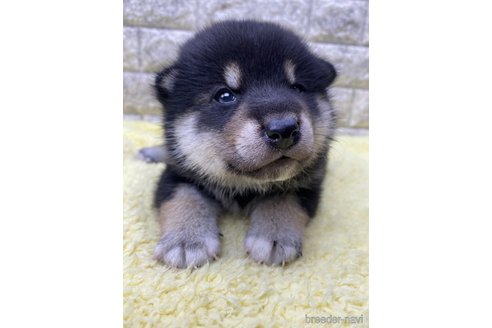 成約済の茨城県の柴犬-320733の4枚目