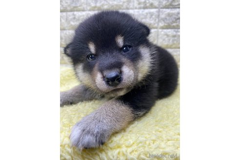 成約済の茨城県の柴犬-320733の1枚目