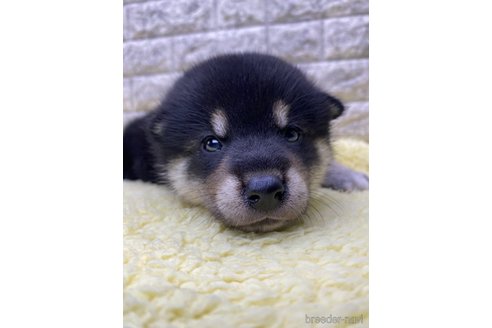 成約済の茨城県の柴犬-320733の6枚目