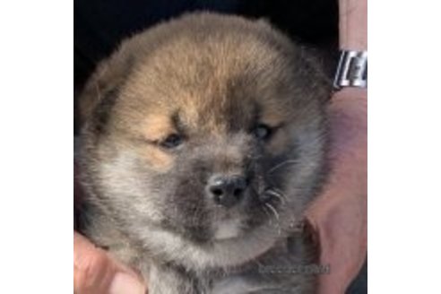 成約済の長崎県の柴犬-320739