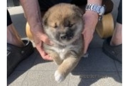成約済の長崎県の柴犬-320739の4枚目