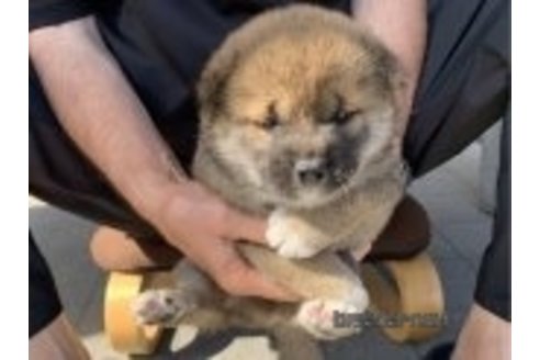 成約済の長崎県の柴犬-320739の3枚目