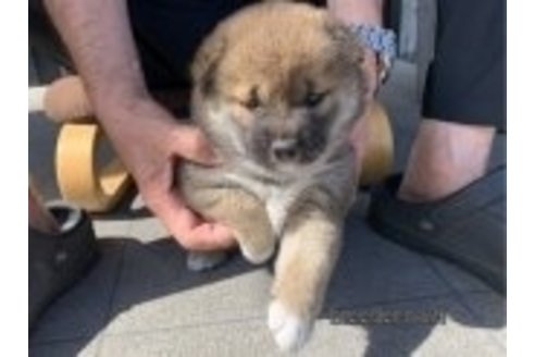 成約済の長崎県の柴犬-320739の5枚目