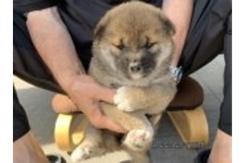 成約済の長崎県の柴犬-320739の2枚目