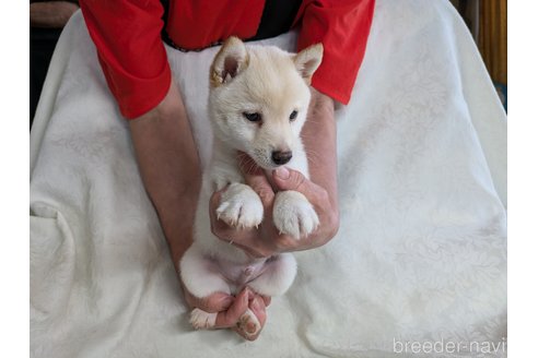 成約済の愛知県の豆柴-312314の2枚目