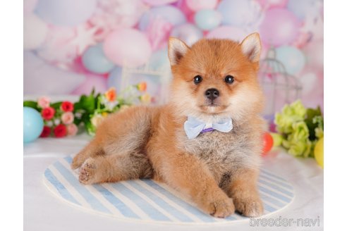成約済の千葉県のミックス犬-320756の5枚目