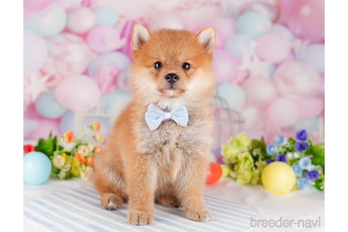 成約済の千葉県のミックス犬-320756の6枚目