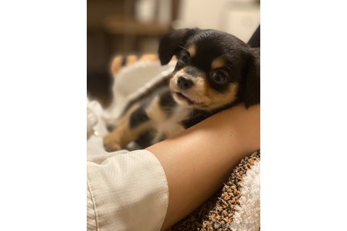 成約済の佐賀県のチワックス:チワワ×ミニチュアダックスフンド-320767の2枚目