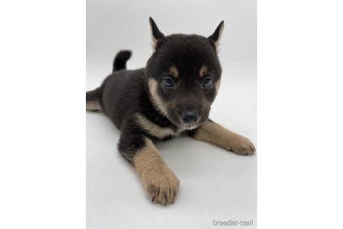 成約済の千葉県の柴犬-320766の2枚目