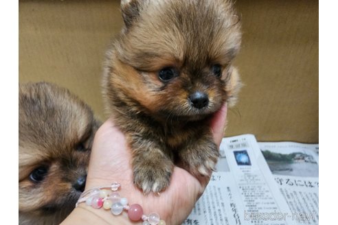 成約済の愛知県のポメラニアン-320781の5枚目