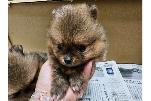 成約済の愛知県のポメラニアン-320781の6枚目