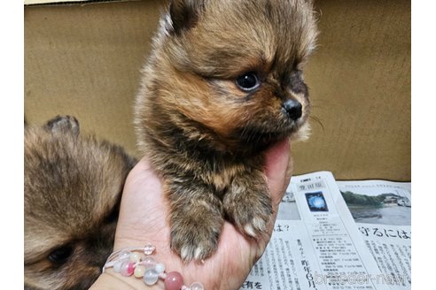 成約済の愛知県のポメラニアン-320781の7枚目