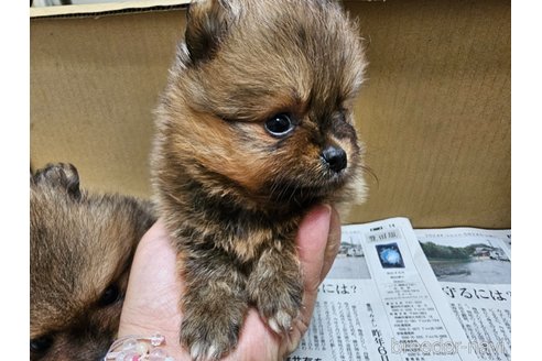 成約済の愛知県のポメラニアン-320781の4枚目