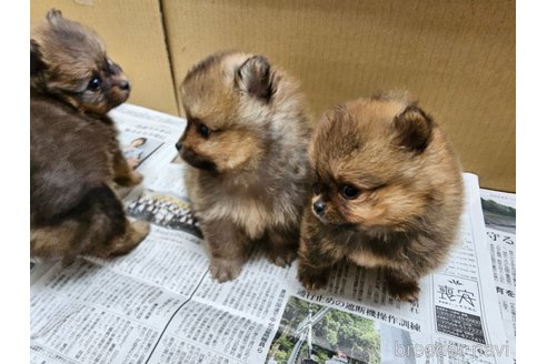 成約済の愛知県のポメラニアン-320781の3枚目