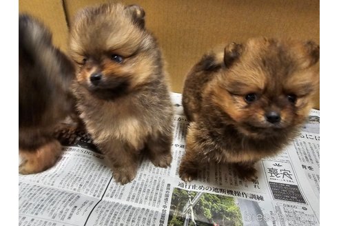 成約済の愛知県のポメラニアン-320781の2枚目