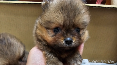 成約済の愛知県のポメラニアン-320781の1枚目